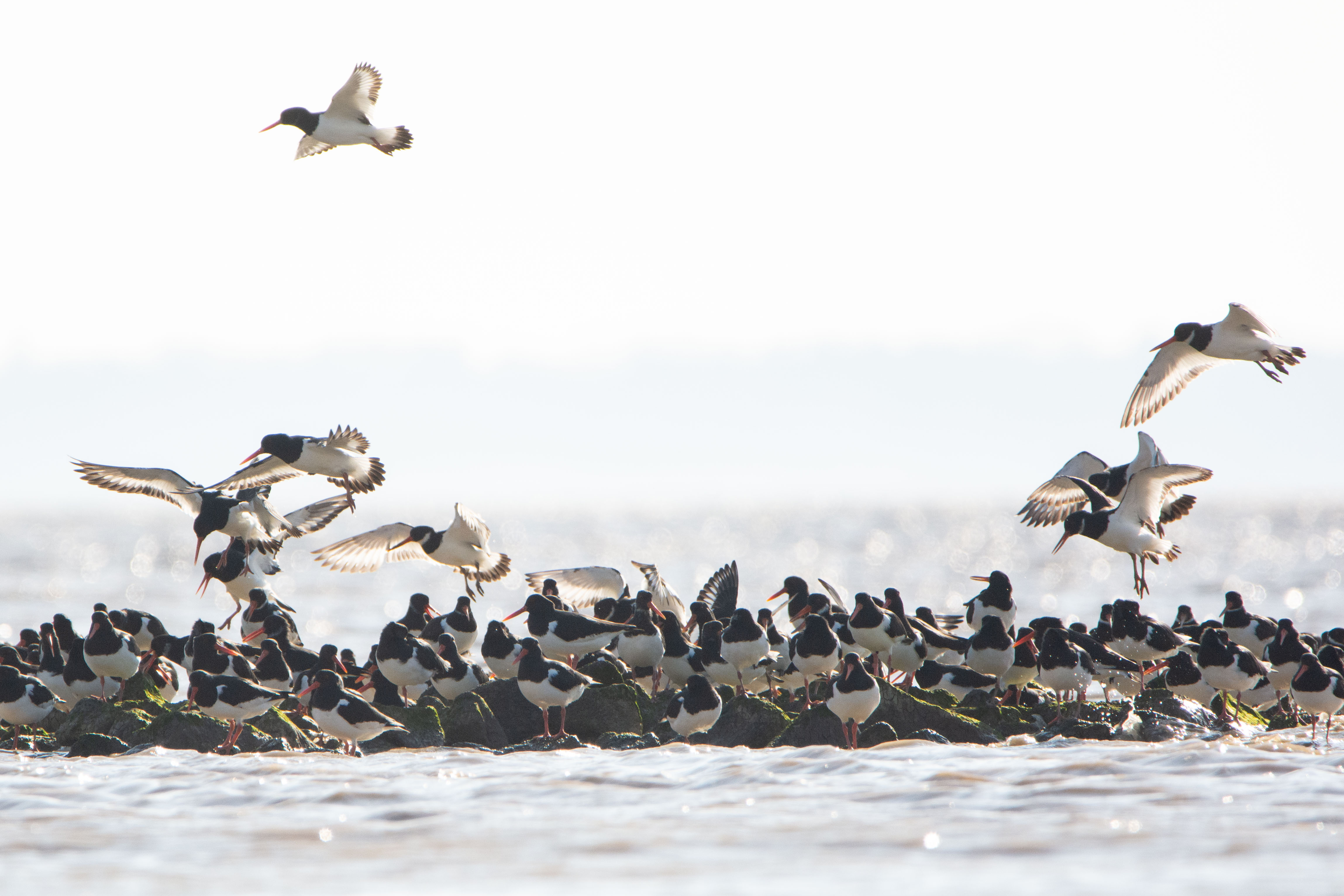 Huitriers Pie © Cassandre Blondel